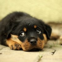 rottweiler-869018_1920