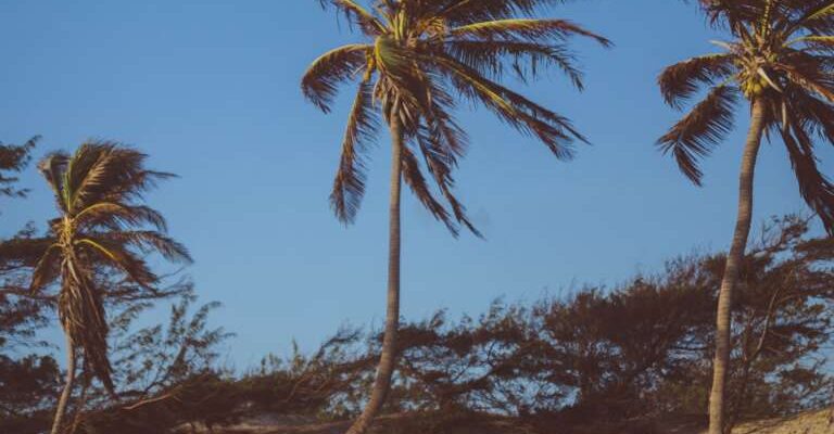 beach-blue-sky-bushes-936548-e1568036237456-768x681