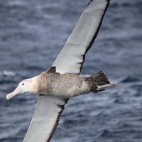 albatroz de Tristão