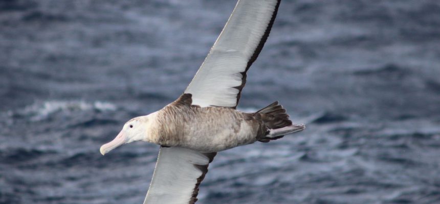 albatroz de Tristão